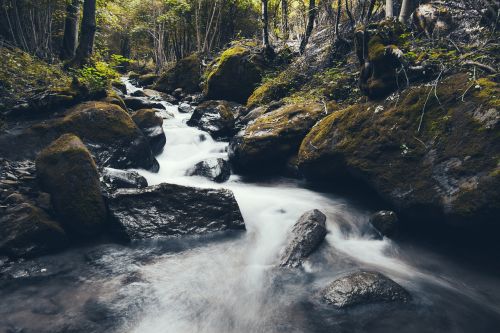 stream flowing forest