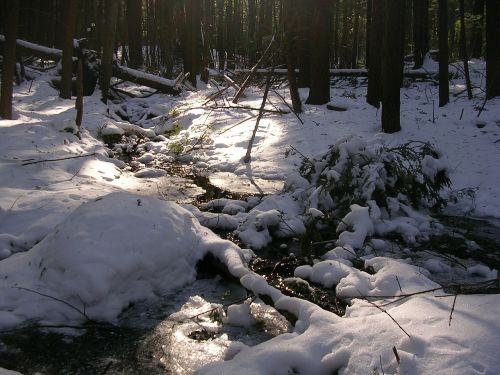 stream winter forest