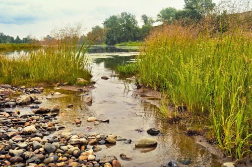 stream summer grass