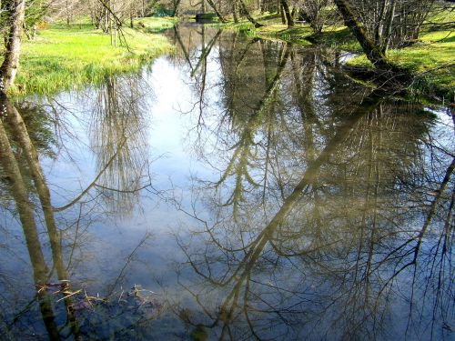 stream reflection of the trees nature