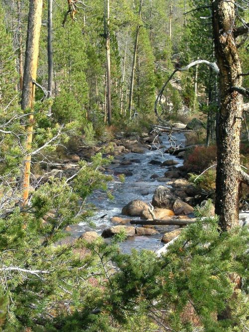 stream rapids forest