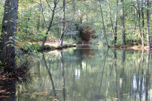 Stream In Fall Woods