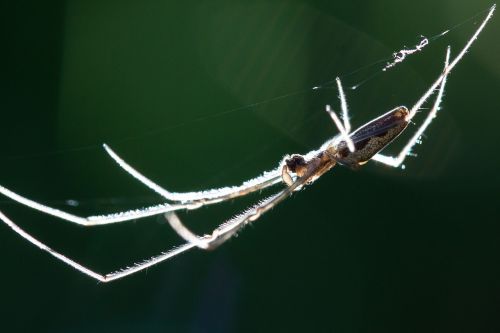 strecker spider tetragnatha extensa web spider