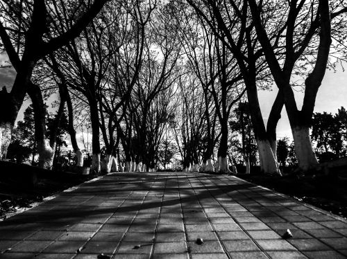 street black and white autumn