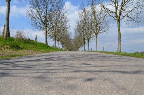 street trees nature