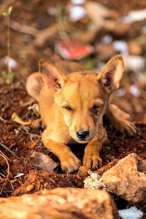 street  puppy  pet