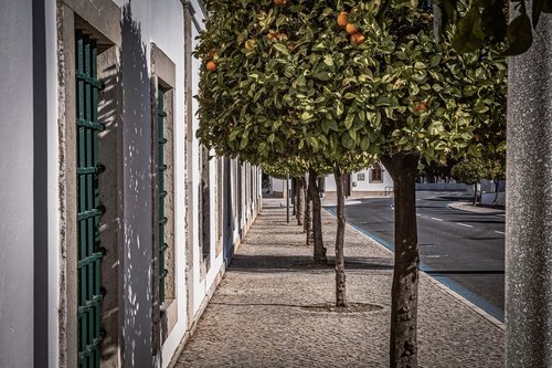 street  orange  tree