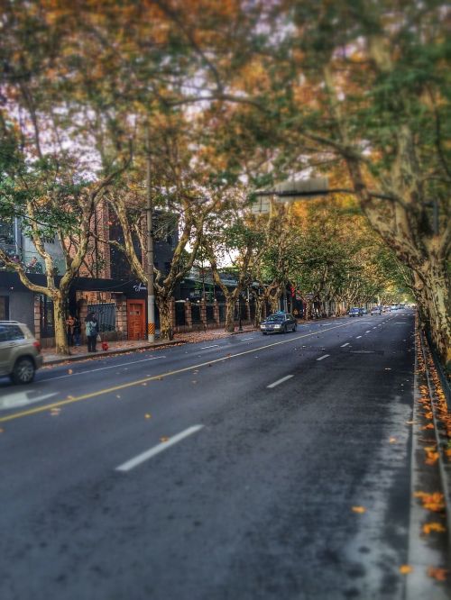 street autumn shanghai