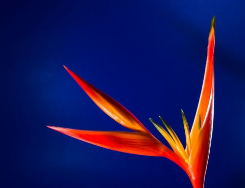 strelitzia blossom bloom