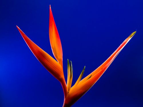 strelitzia blossom bloom