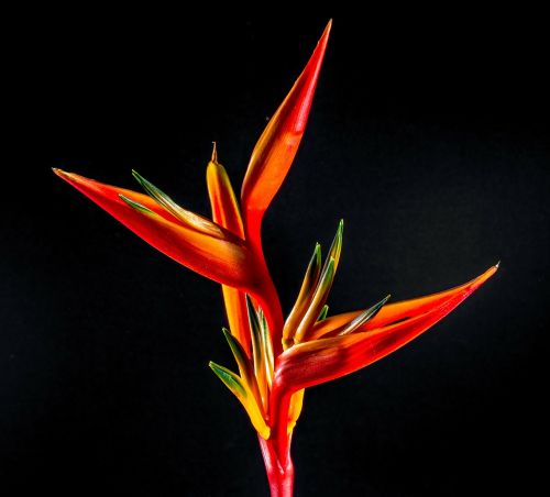 strelitzia blossom bloom