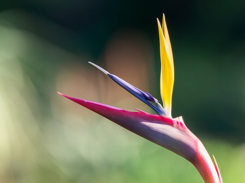 strelitzia  flower  paradise