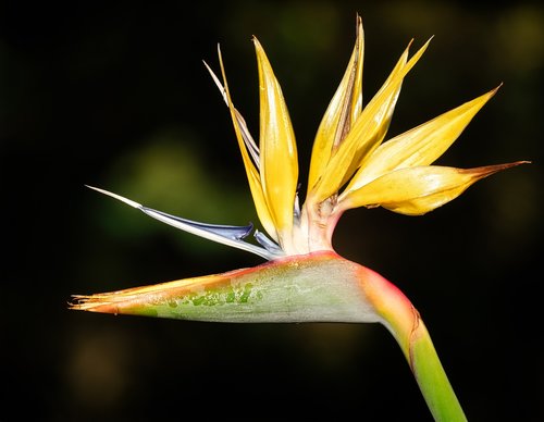 strelitzia  bird of paradise  flower