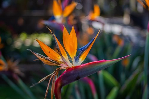 strelitzia  bird of paradise  exotic