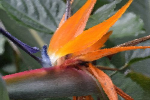 strelitzia bird of paradise flower tropical