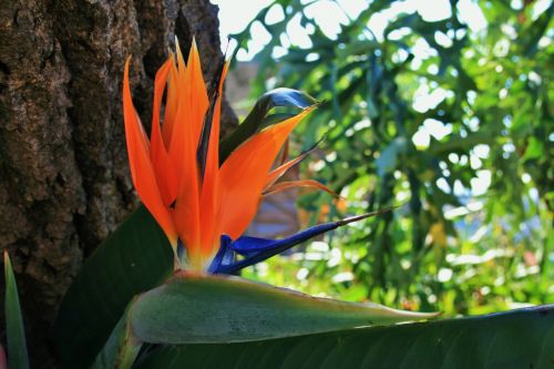 Strelitzia Flower