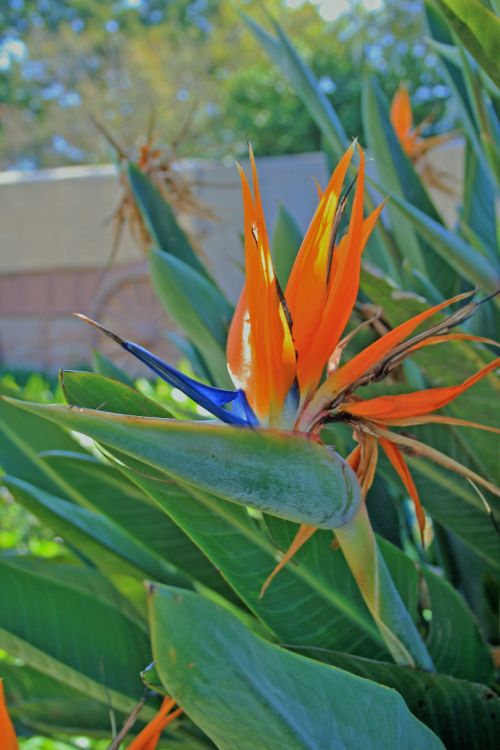 Strelitzia Flowering