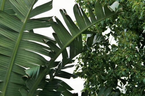 Strelitzia Leaves