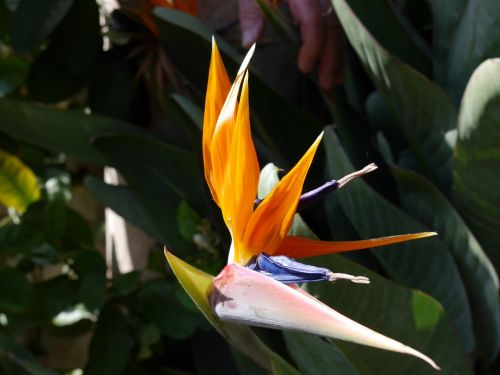strelitzias bird of paradise flower parrot blum