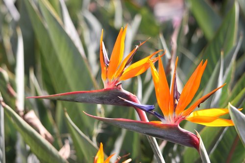 strelitzias  bird of paradise flowers  exotic