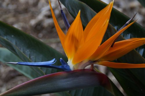 strelizie exotic bird of paradise flower