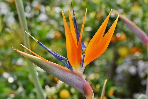 strelizie  parrot flower  paradise flower