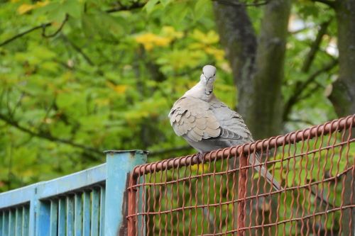 streptopelia decaocto dove bird on a fence