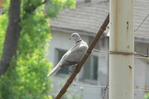 streptopelia decaocto  giving  bird