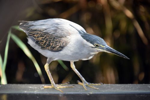 striated heron birds fauna