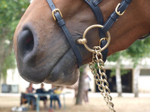 string security cavalry