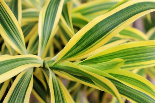 Stripe Leaves