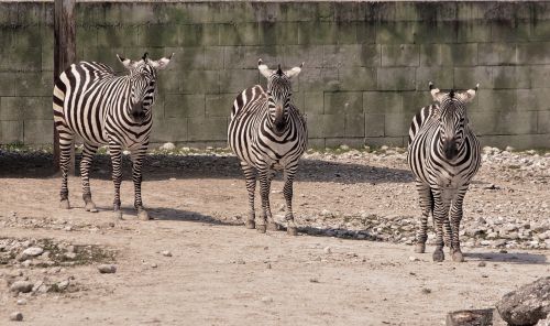 striped triple zebra