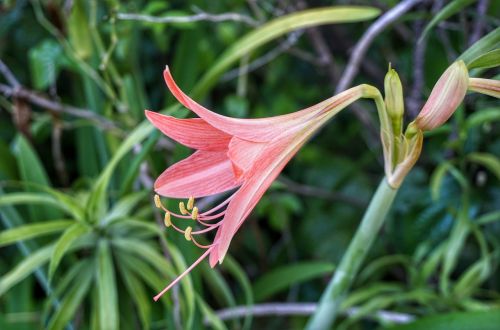 striped barbados lily lily pink