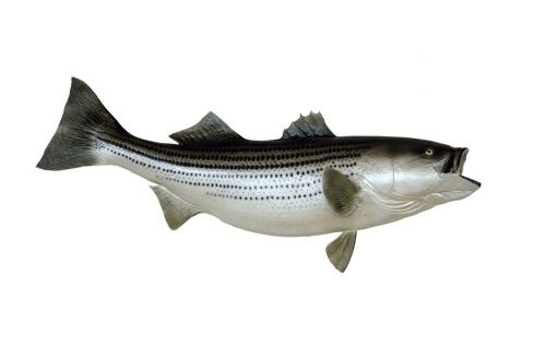 striped bass fish mounted