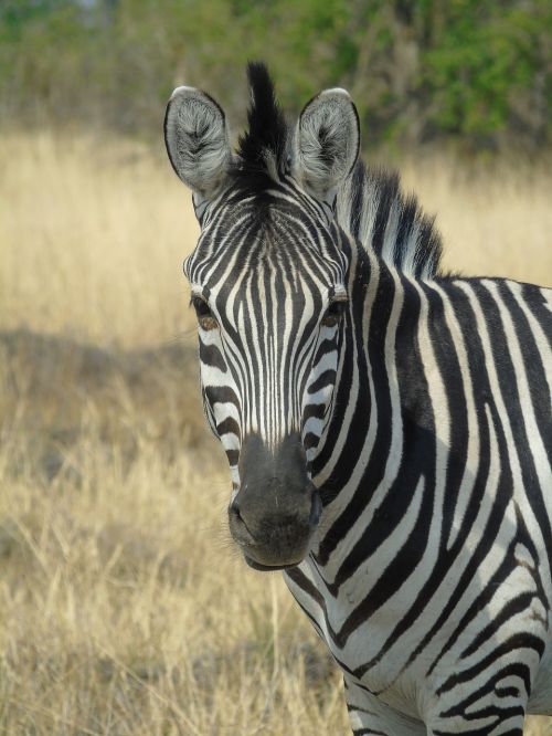 stripes zebra animal