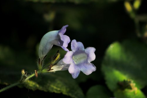 strobilanthes rakanensis  blue  flower