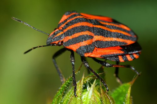 strojnica baldaszkówka  insect  closeup