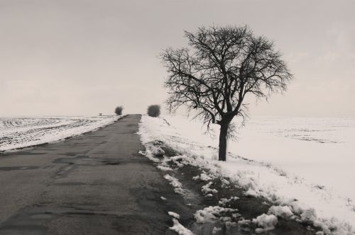 Tree On The Road