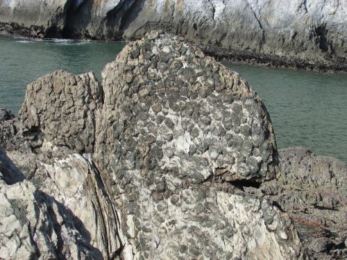 stromatolites fossil rock