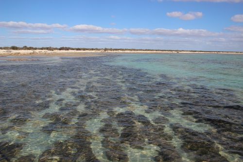 stromatolites australia fossils