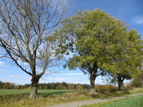 Trees Along The Way