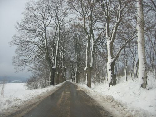 Trees By The Road