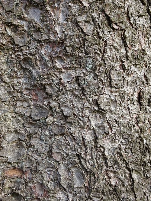 structure bark tree