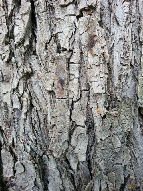 structure tree bark
