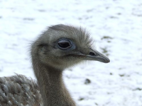 Ostrich Chick In Snow