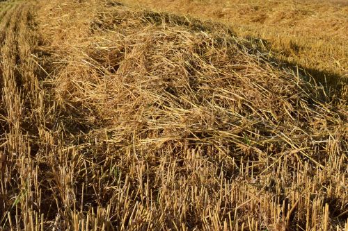 stubble harvested straw