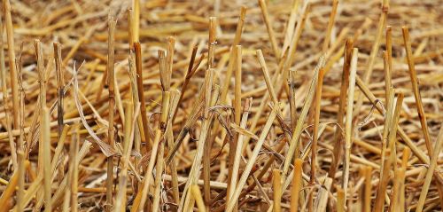 stubble harvest straw