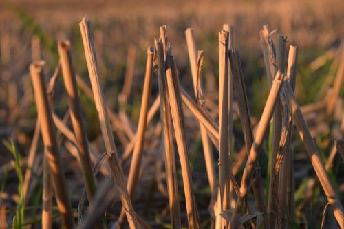 stubble halme harvested