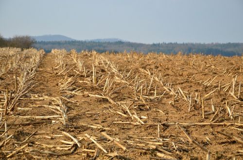 stubble glean field