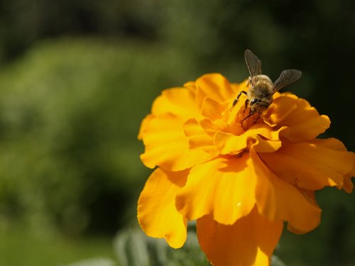 students  flowers  bee